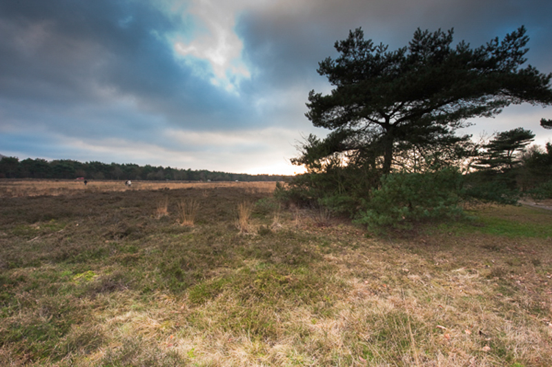 Westerheide Bussum